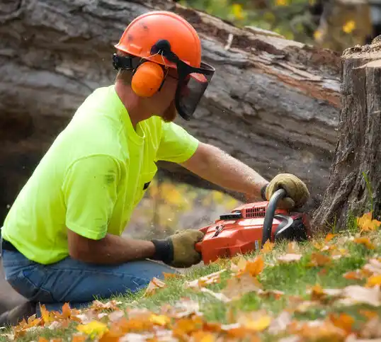 tree services Garden City Park